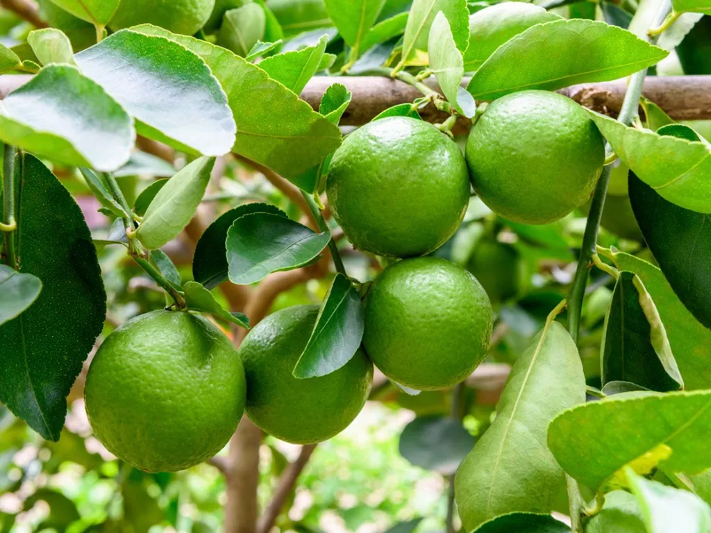 bakul