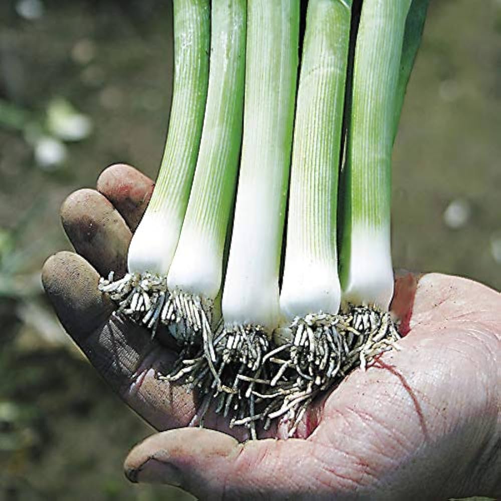 bakul